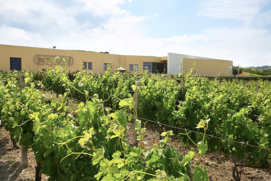 rows of vines at Boutari Crete Winery winery in the background of blue sky and the building